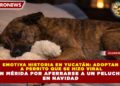 EMOTIVA HISTORIA EN YUCATÁN: ADOPTAN A PERRITO QUE SE HIZO VIRAL EN MÉRIDA POR AFERRARSE A UN PELUCHE EN NAVIDAD
