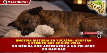 EMOTIVA HISTORIA EN YUCATÁN: ADOPTAN A PERRITO QUE SE HIZO VIRAL EN MÉRIDA POR AFERRARSE A UN PELUCHE EN NAVIDAD