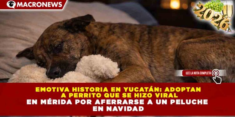 EMOTIVA HISTORIA EN YUCATÁN: ADOPTAN A PERRITO QUE SE HIZO VIRAL EN MÉRIDA POR AFERRARSE A UN PELUCHE EN NAVIDAD