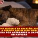 EMOTIVA HISTORIA EN YUCATÁN: ADOPTAN A PERRITO QUE SE HIZO VIRAL EN MÉRIDA POR AFERRARSE A UN PELUCHE EN NAVIDAD