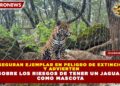 ASEGURAN EJEMPLAR EN PELIGRO DE EXTINCIÓN Y ADVIERTEN SOBRE LOS RIESGOS DE TENER UN JAGUAR COMO MASCOTA