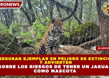 ASEGURAN EJEMPLAR EN PELIGRO DE EXTINCIÓN Y ADVIERTEN SOBRE LOS RIESGOS DE TENER UN JAGUAR COMO MASCOTA