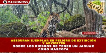 ASEGURAN EJEMPLAR EN PELIGRO DE EXTINCIÓN Y ADVIERTEN SOBRE LOS RIESGOS DE TENER UN JAGUAR COMO MASCOTA