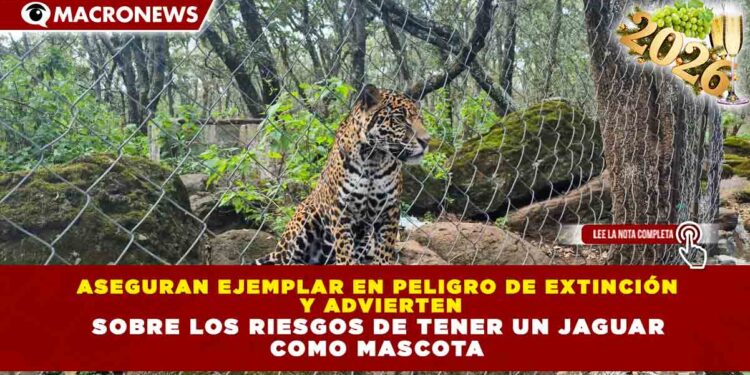 ASEGURAN EJEMPLAR EN PELIGRO DE EXTINCIÓN Y ADVIERTEN SOBRE LOS RIESGOS DE TENER UN JAGUAR COMO MASCOTA