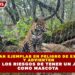 ASEGURAN EJEMPLAR EN PELIGRO DE EXTINCIÓN Y ADVIERTEN SOBRE LOS RIESGOS DE TENER UN JAGUAR COMO MASCOTA
