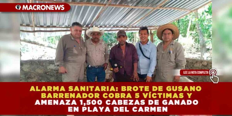 ALARMA SANITARIA: BROTE DE GUSANO BARRENADOR COBRA 5 VÍCTIMAS Y AMENAZA 1,500 CABEZAS DE GANADO EN PLAYA DEL CARMEN