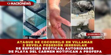 ATAQUE DE COCODRILO EN VILLAMAR 2 REVELA POSESIÓN IRREGULAR DE ESPECIES EXÓTICAS; AUTORIDADES DE PLAYA DEL CARMEN NOTIFICAN A PROFEPA