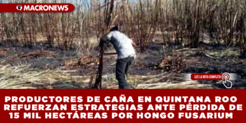 PRODUCTORES DE CAÑA EN QUINTANA ROO REFUERZAN ESTRATEGIAS ANTE PÉRDIDA DE 15 MIL HECTÁREAS POR HONGO FUSARIUM