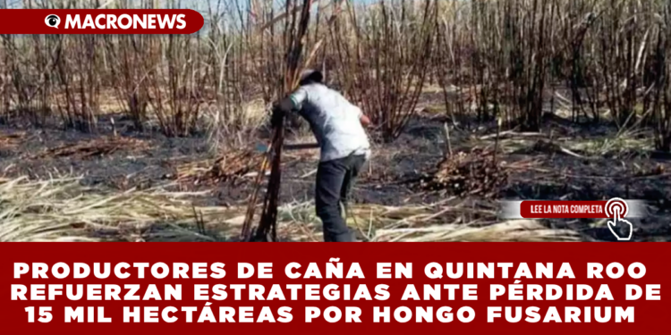 PRODUCTORES DE CAÑA EN QUINTANA ROO REFUERZAN ESTRATEGIAS ANTE PÉRDIDA DE 15 MIL HECTÁREAS POR HONGO FUSARIUM