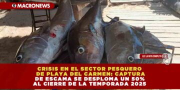 CRISIS EN EL SECTOR PESQUERO DE PLAYA DEL CARMEN: CAPTURA DE ESCAMA SE DESPLOMA UN 50% AL CIERRE DE LA TEMPORADA 2025