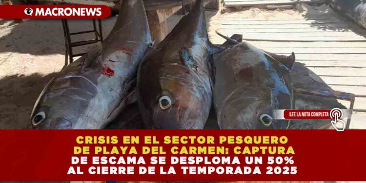 CRISIS EN EL SECTOR PESQUERO DE PLAYA DEL CARMEN: CAPTURA DE ESCAMA SE DESPLOMA UN 50% AL CIERRE DE LA TEMPORADA 2025