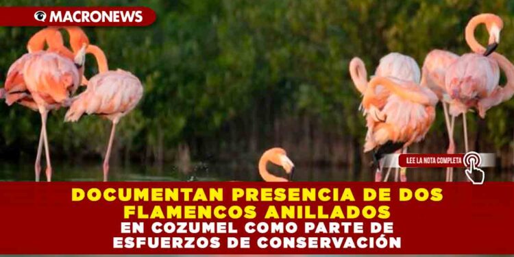 DOCUMENTAN PRESENCIA DE DOS FLAMENCOS ANILLADOS EN COZUMEL COMO PARTE DE ESFUERZOS DE CONSERVACIÓN