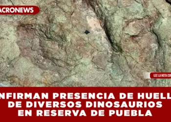 CONFIRMAN PRESENCIA DE HUELLAS DE DIVERSOS DINOSAURIOS EN RESERVA DE PUEBLA