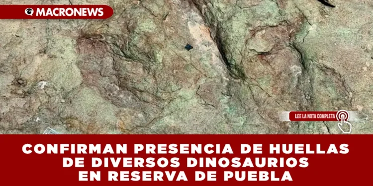 CONFIRMAN PRESENCIA DE HUELLAS DE DIVERSOS DINOSAURIOS EN RESERVA DE PUEBLA