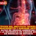 MIT Y HARVARD: DIETAS ALTAS EN GRASAS ELEVAN AL 100% EL RIESGO DE CÁNCER DE HÍGADO EN ESTUDIO