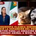 LA PRESIDENTA CLAUDIA SHEINBAUM ANUNCIÓ LA EXPANSIÓN DEL PROCESO LEGISLATIVO PARA LA CREACIÓN DE UNA LEY DE CUIDADO ANIMAL A NIVEL NACIONAL