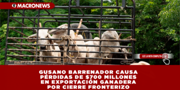 GUSANO BARRENADOR CAUSA PÉRDIDAS DE $700 MILLONES EN EXPORTACIÓN GANADERA POR CIERRE FRONTERIZO