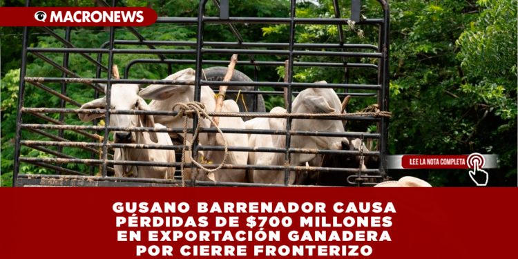 GUSANO BARRENADOR CAUSA PÉRDIDAS DE $700 MILLONES EN EXPORTACIÓN GANADERA POR CIERRE FRONTERIZO