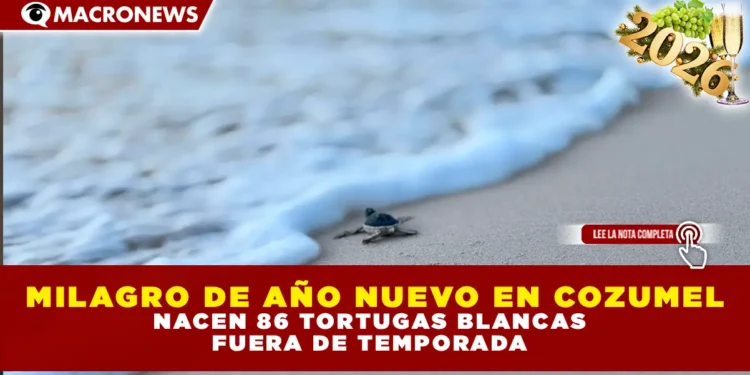 MILAGRO DE AÑO NUEVO EN COZUMEL: NACEN 86 TORTUGAS BLANCAS FUERA DE TEMPORADA