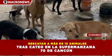 RESCATAN A MÁS DE 15 ANIMALES TRAS CATEO EN LA SUPERMANZANA 70 DE CANCÚN