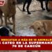 RESCATAN A MÁS DE 15 ANIMALES TRAS CATEO EN LA SUPERMANZANA 70 DE CANCÚN