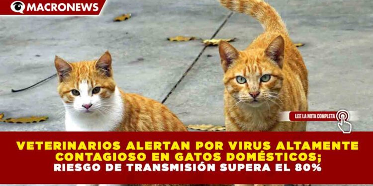 VETERINARIOS ALERTAN POR VIRUS ALTAMENTE CONTAGIOSO EN GATOS DOMÉSTICOS; RIESGO DE TRANSMISIÓN SUPERA EL 80%