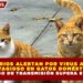 VETERINARIOS ALERTAN POR VIRUS ALTAMENTE CONTAGIOSO EN GATOS DOMÉSTICOS; RIESGO DE TRANSMISIÓN SUPERA EL 80%
