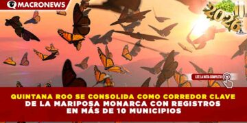 QUINTANA ROO SE CONSOLIDA COMO CORREDOR CLAVE DE LA MARIPOSA MONARCA CON REGISTROS EN MÁS DE 10 MUNICIPIOS
