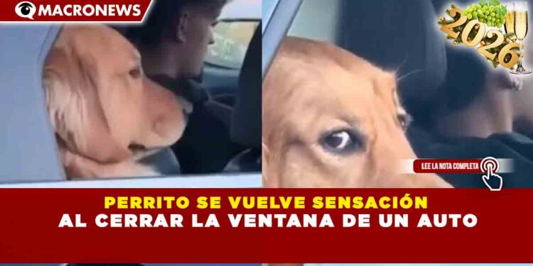 PERRITO SE VUELVE SENSACIÓN AL CERRAR LA VENTANA DE UN AUTO
