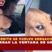 PERRITO SE VUELVE SENSACIÓN AL CERRAR LA VENTANA DE UN AUTO