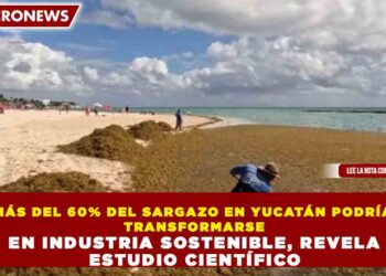 MÁS DEL 60% DEL SARGAZO EN YUCATÁN PODRÍA TRANSFORMARSE EN INDUSTRIA SOSTENIBLE, REVELA ESTUDIO CIENTÍFICO
