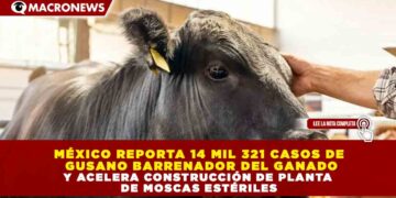 MÉXICO REPORTA 14 MIL 321 CASOS DE GUSANO BARRENADOR DEL GANADO Y ACELERA CONSTRUCCIÓN DE PLANTA DE MOSCAS ESTÉRILES