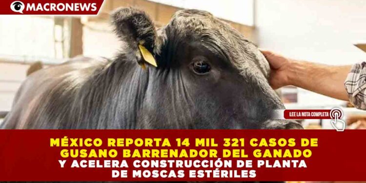 MÉXICO REPORTA 14 MIL 321 CASOS DE GUSANO BARRENADOR DEL GANADO Y ACELERA CONSTRUCCIÓN DE PLANTA DE MOSCAS ESTÉRILES