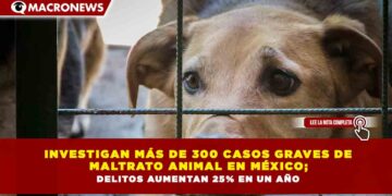 INVESTIGAN MÁS DE 300 CASOS GRAVES DE  MALTRATO ANIMAL EN MÉXICO;  DELITOS AUMENTAN 25% EN UN AÑO