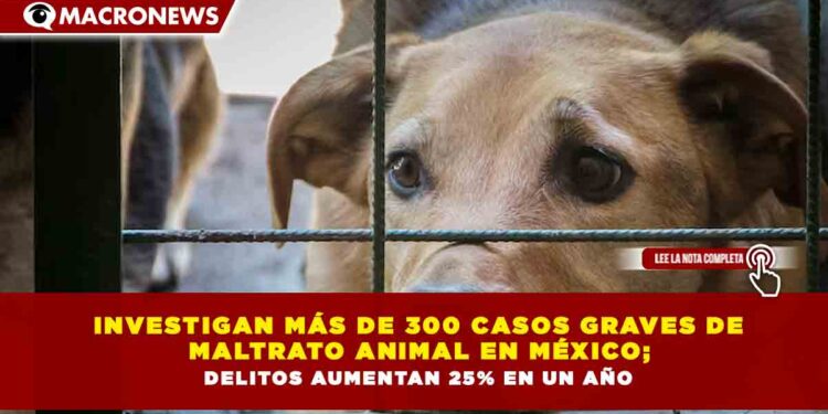 INVESTIGAN MÁS DE 300 CASOS GRAVES DE  MALTRATO ANIMAL EN MÉXICO;  DELITOS AUMENTAN 25% EN UN AÑO