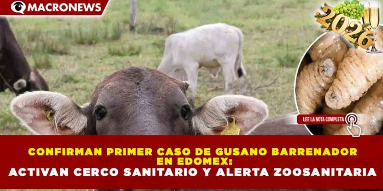 CONFIRMAN PRIMER CASO DE GUSANO BARRENADOR EN EDOMEX: ACTIVAN CERCO SANITARIO Y ALERTA ZOOSANITARIA