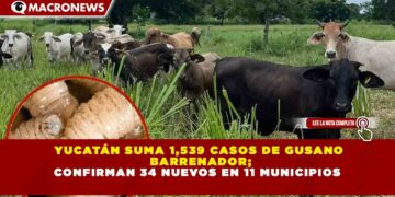 YUCATÁN SUMA 1,539 CASOS DE GUSANO  BARRENADOR; CONFIRMAN 34 NUEVOS EN 11 MUNICIPIOS