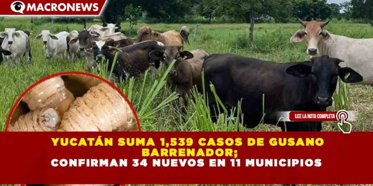 YUCATÁN SUMA 1,539 CASOS DE GUSANO  BARRENADOR; CONFIRMAN 34 NUEVOS EN 11 MUNICIPIOS