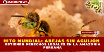 HITO MUNDIAL: ABEJAS SIN AGUIJÓN OBTIENEN DERECHOS LEGALES EN LA AMAZONÍA PERUANA