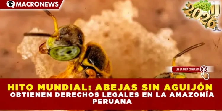 HITO MUNDIAL: ABEJAS SIN AGUIJÓN OBTIENEN DERECHOS LEGALES EN LA AMAZONÍA PERUANA