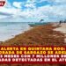 ALERTA EN QUINTANA ROO: TEMPORADA DE SARGAZO SE ADELANTA 3 MESES CON 7 MILLONES DE TONELADAS DETECTADAS EN EL ATLÁNTICO