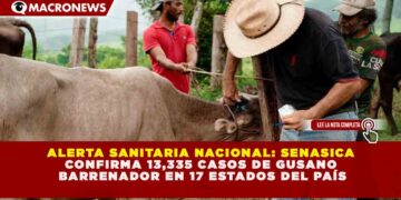 ALERTA SANITARIA NACIONAL: SENASICA CONFIRMA 13,335 CASOS DE GUSANO BARRENADOR EN 17 ESTADOS DEL PAÍS