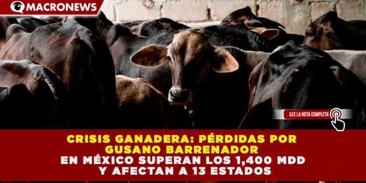 CRISIS GANADERA: PÉRDIDAS POR GUSANO BARRENADOR EN MÉXICO SUPERAN LOS 1,400 MDD Y AFECTAN A 13 ESTADOS