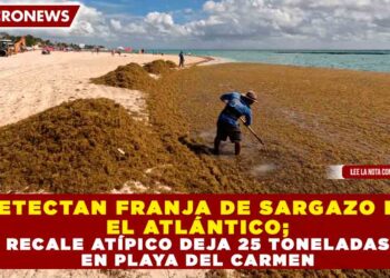 DETECTAN FRANJA DE SARGAZO EN EL ATLÁNTICO; RECALE ATÍPICO DEJA 25 TONELADAS EN PLAYA DEL CARMEN