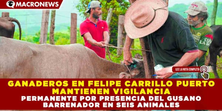 GANADEROS EN FELIPE CARRILLO PUERTO MANTIENEN VIGILANCIA PERMANENTE POR PRESENCIA DEL GUSANO BARRENADOR EN SEIS ANIMALES
