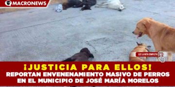 ¡JUSTICIA PARA ELLOS! REPORTAN ENVENENAMIENTO MASIVO DE PERROS EN EL MUNICIPIO DE JOSÉ MARÍA MORELOS