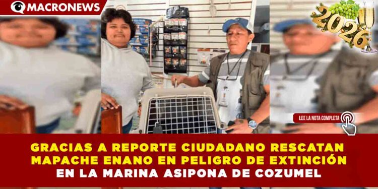 GRACIAS A REPORTE CIUDADANO RESCATAN MAPACHE ENANO EN PELIGRO DE EXTINCIÓN EN LA MARINA ASIPONA DE COZUMEL