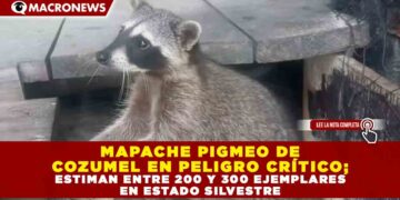 MAPACHE PIGMEO DE COZUMEL EN PELIGRO CRÍTICO; ESTIMAN ENTRE 200 Y 300 EJEMPLARES EN ESTADO SILVESTRE