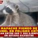 MAPACHE PIGMEO DE COZUMEL EN PELIGRO CRÍTICO; ESTIMAN ENTRE 200 Y 300 EJEMPLARES EN ESTADO SILVESTRE