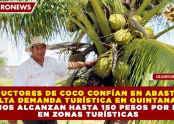 PRODUCTORES DE COCO CONFÍAN EN ABASTECER LA ALTA DEMANDA TURÍSTICA EN QUINTANA ROO; PRECIOS ALCANZAN HASTA 150 PESOS POR PIEZA EN ZONAS TURÍSTICAS
